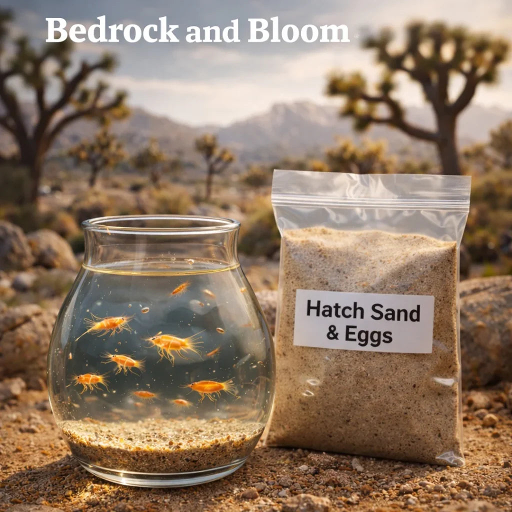 Triops and fairy shrimp kit with hatch sand and eggs in a jar and bag outdoors